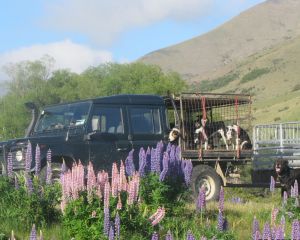 Droving sheep home