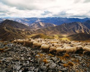 Merino Sheep